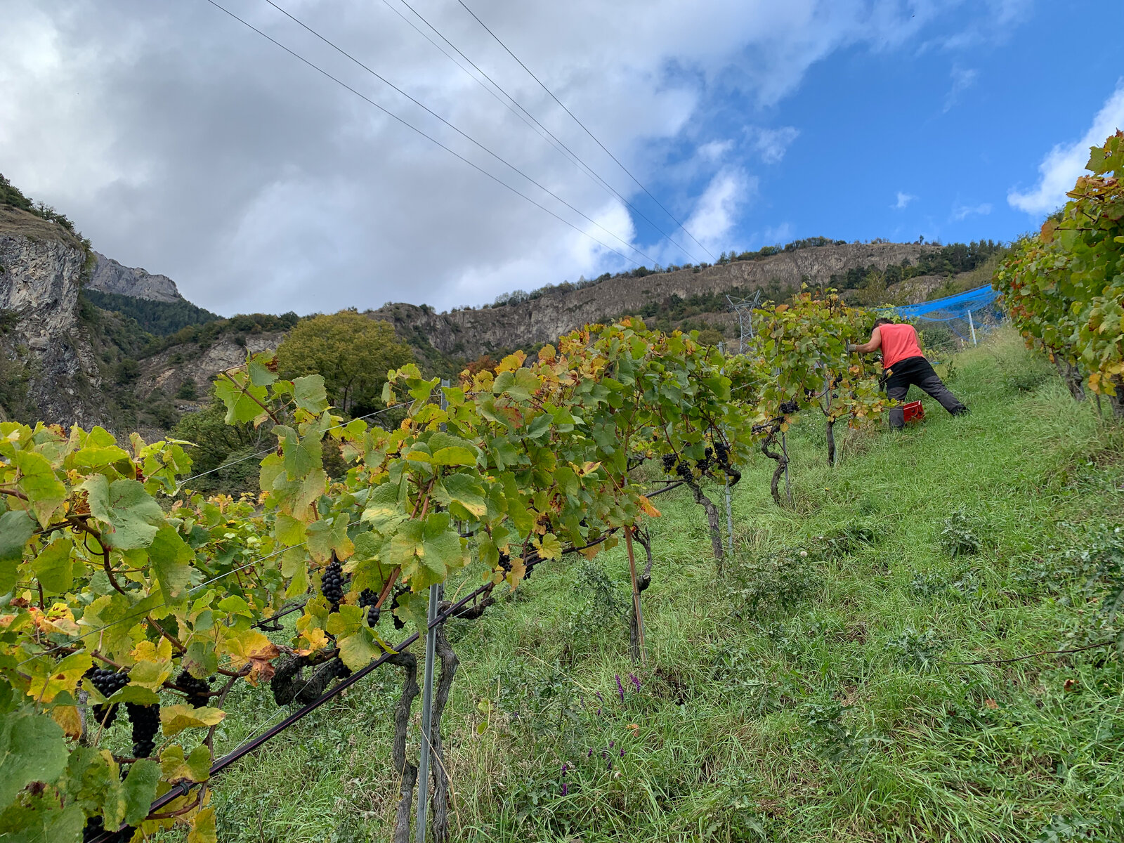 Weingut Domaine de Beudon