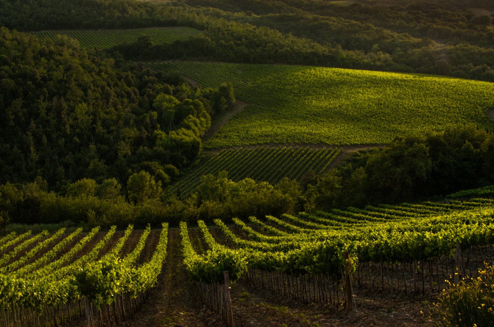 Weingut la Fiorita