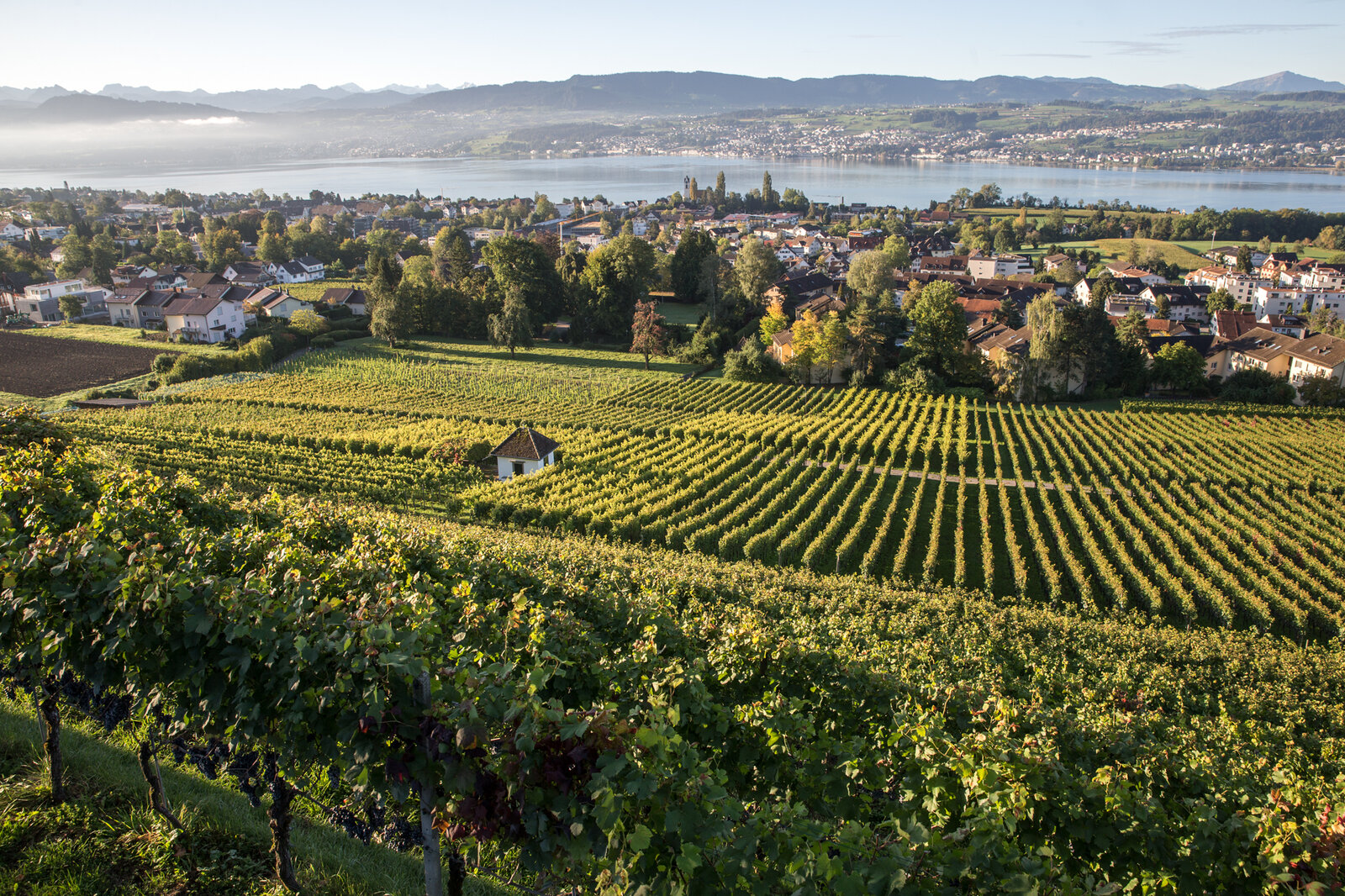 Weingut Erich Meier