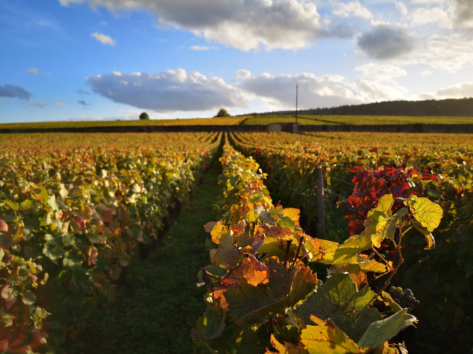 Weingut Clos du Moulin aux Moines