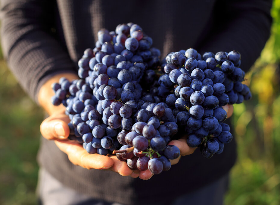 Domaine Sébastien Riffault