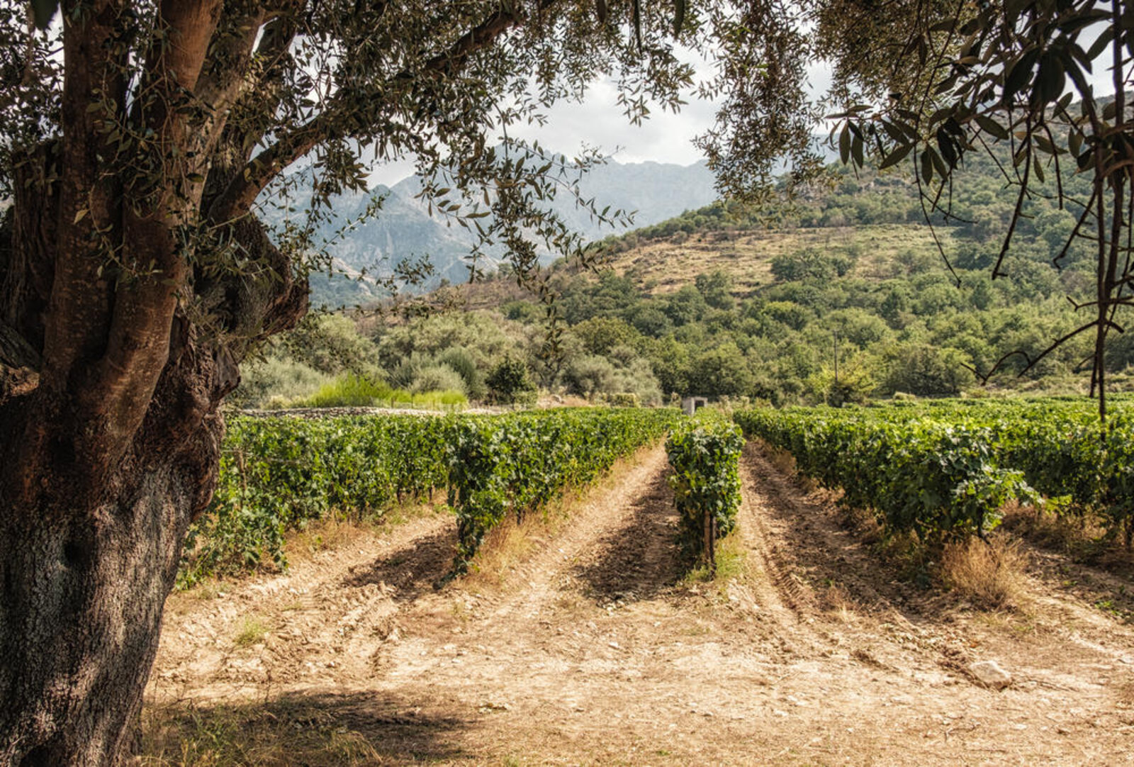 Le Cellier de l'Amitié - Maison Giambagli Terroir