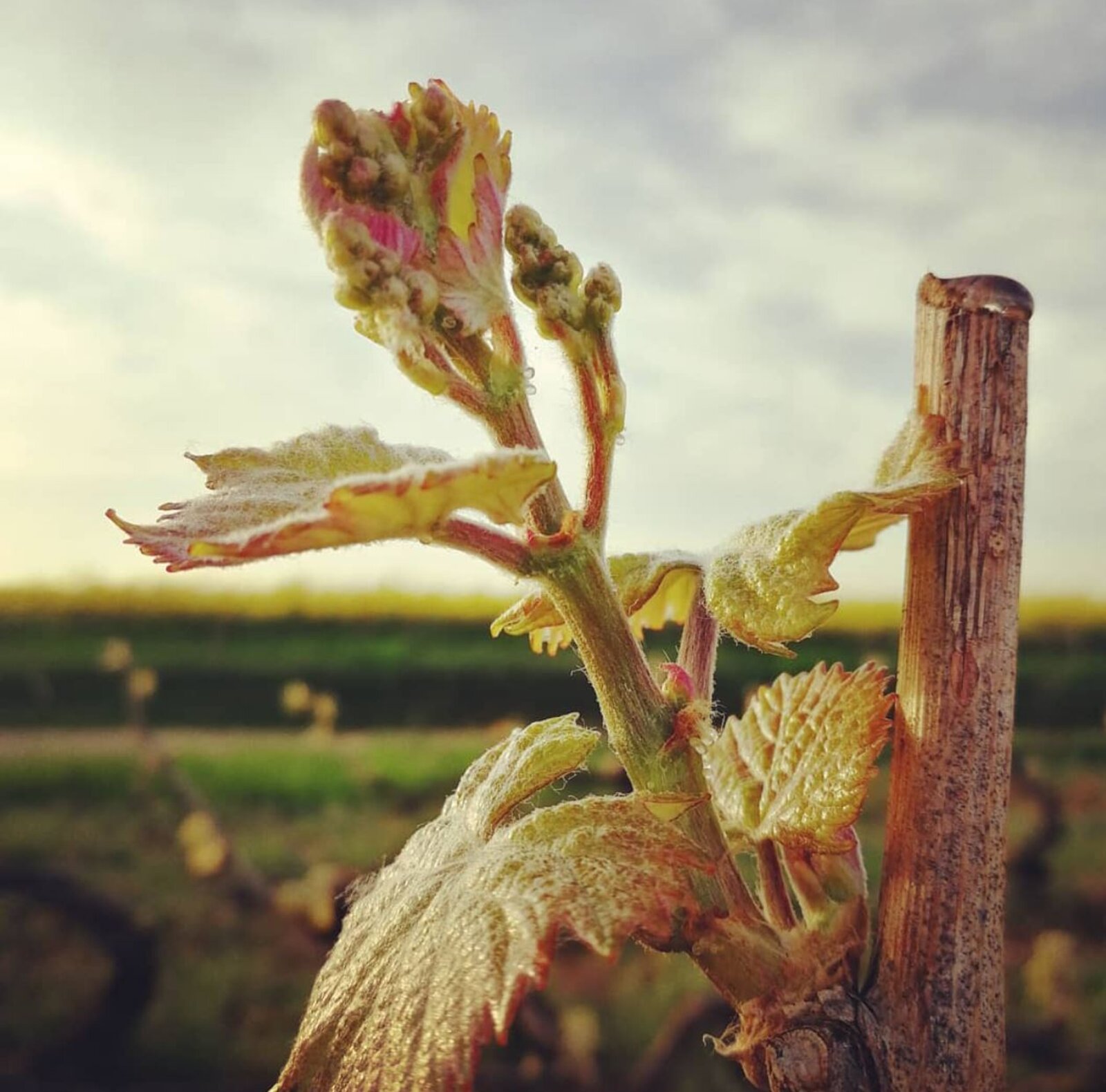 Winzer Domaine les Remparts