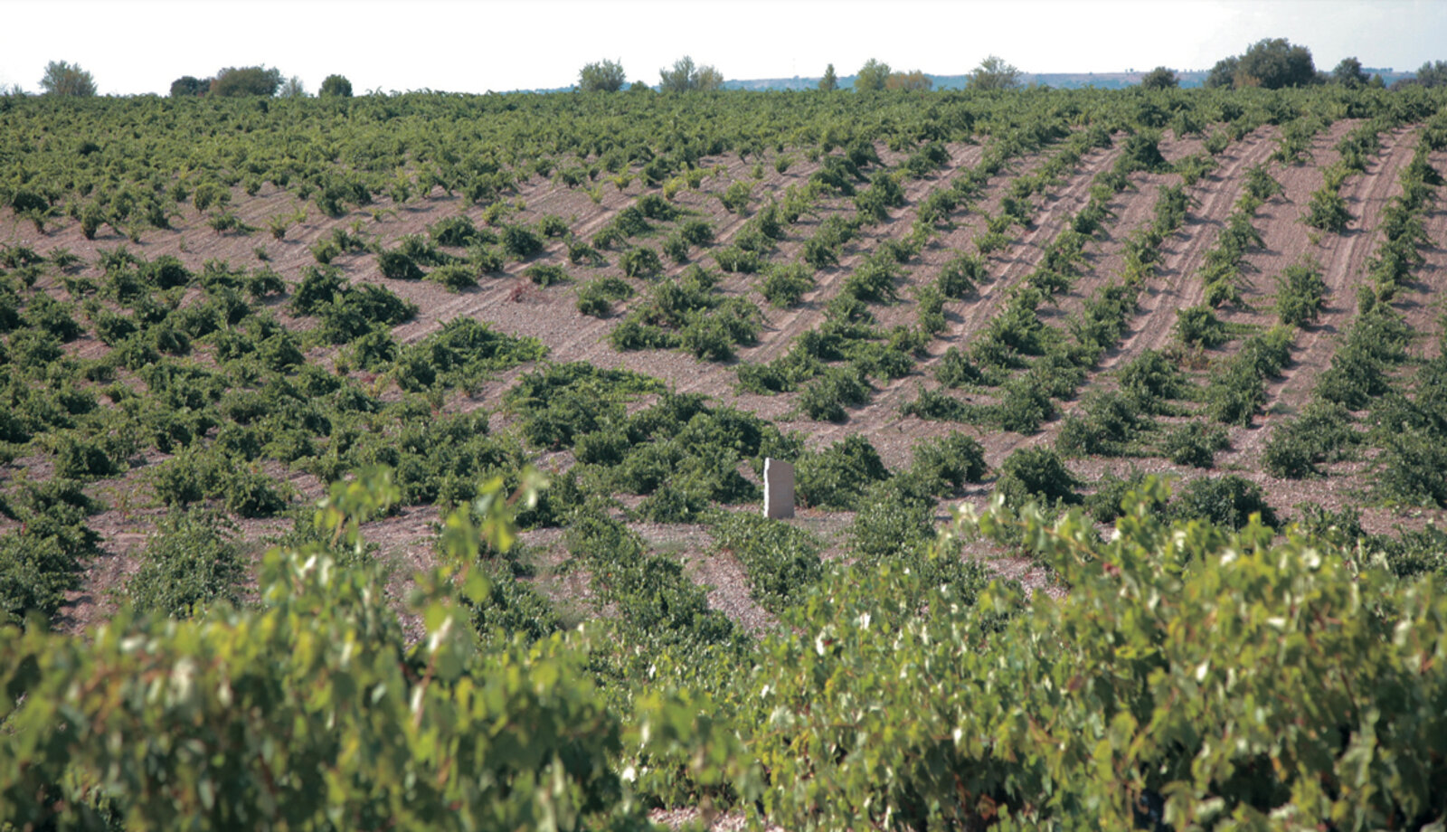 Terroir Teso La Monja