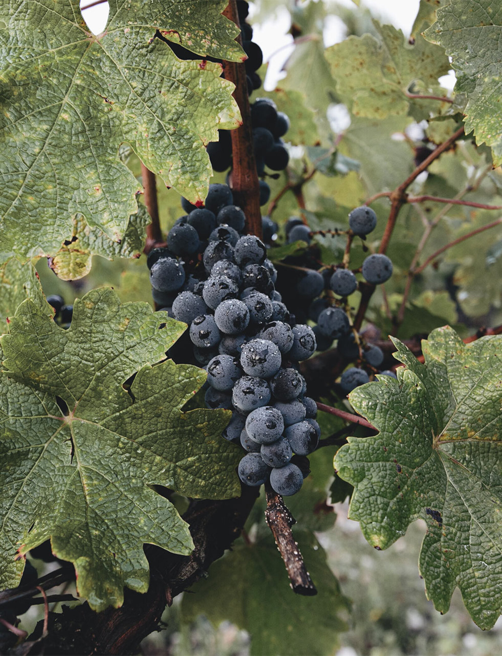 Terroir Pontet Canet