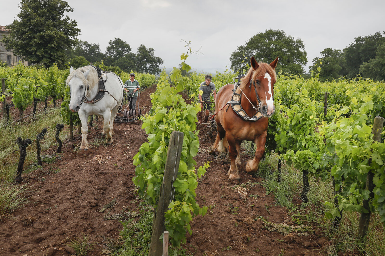 Terroir Le Puy