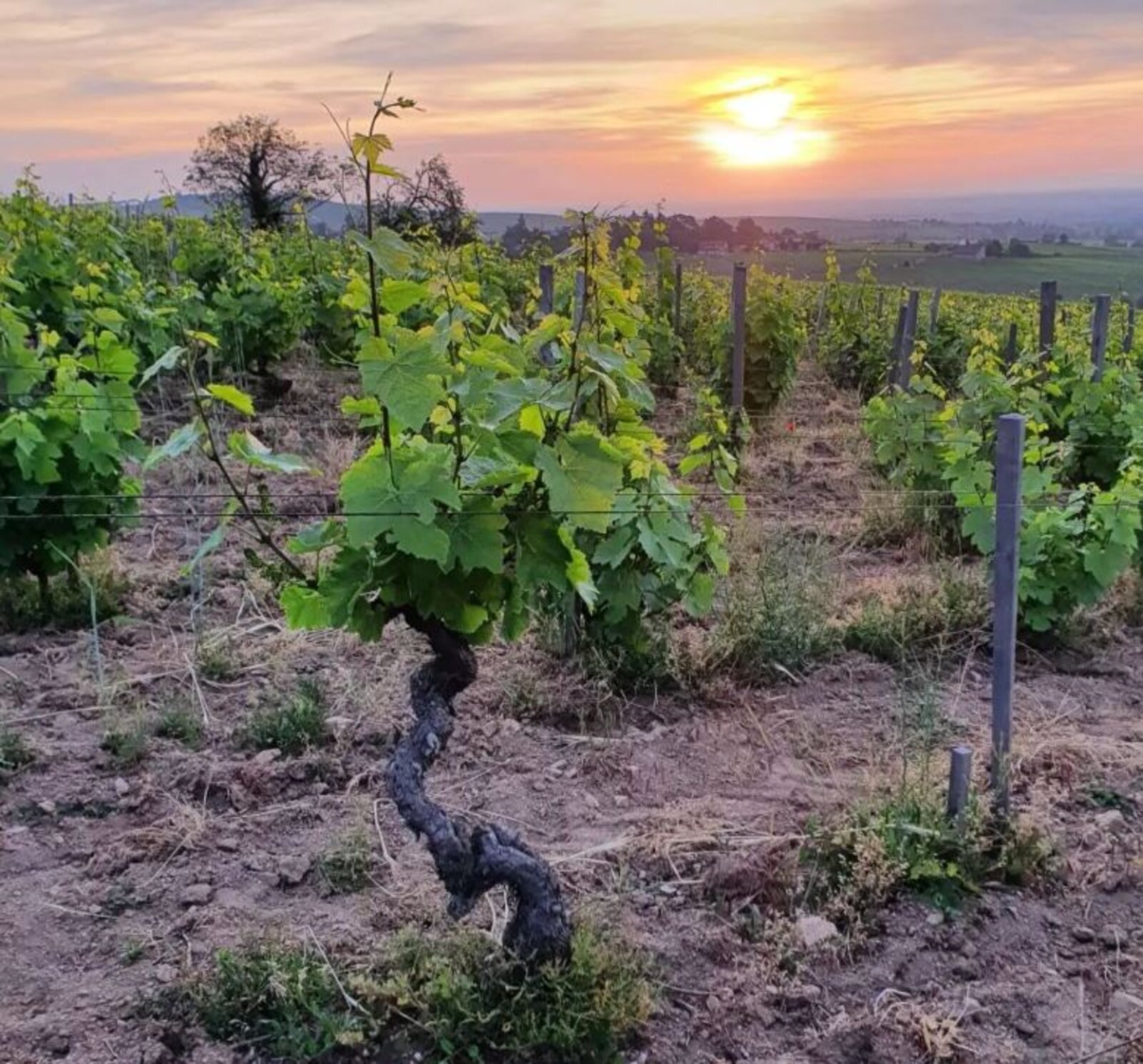 Terroir Lafarge Vial