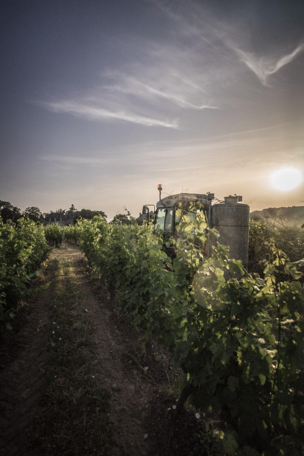 La grande Vignolle Terroir