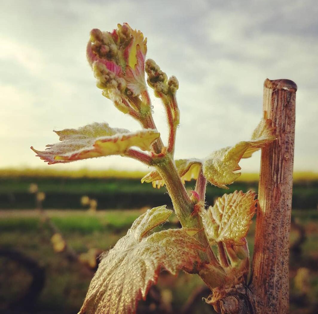 Terroir Domaine des Remparts