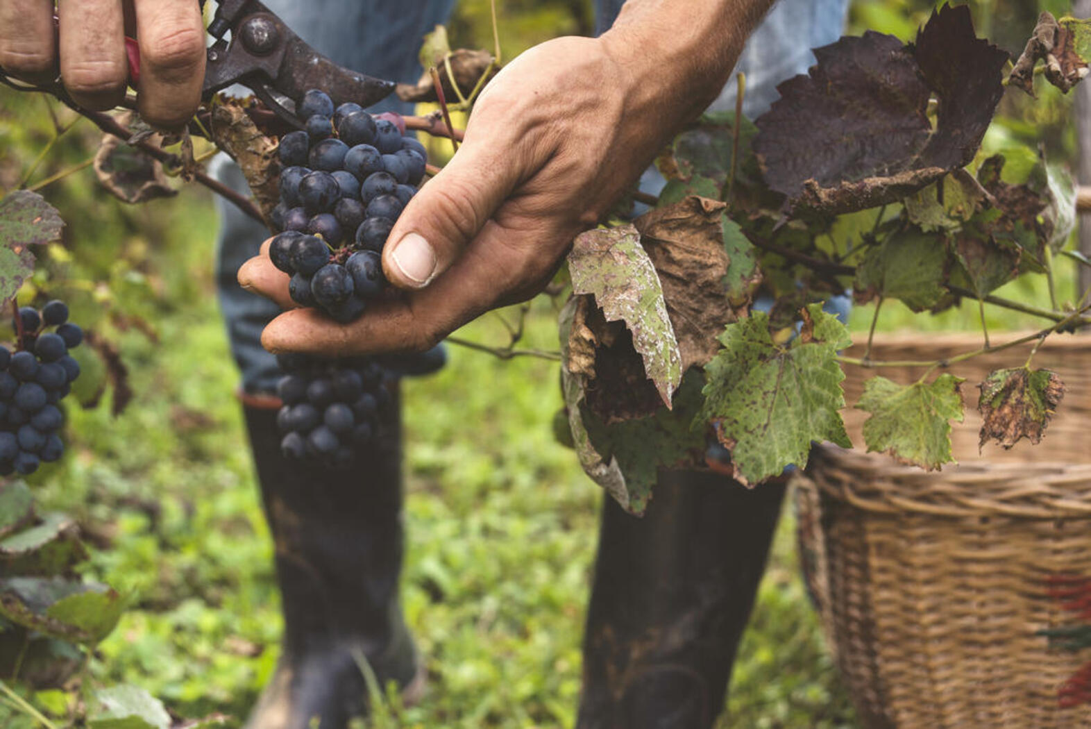 Biodynamie Le Cellier de l'Amitie