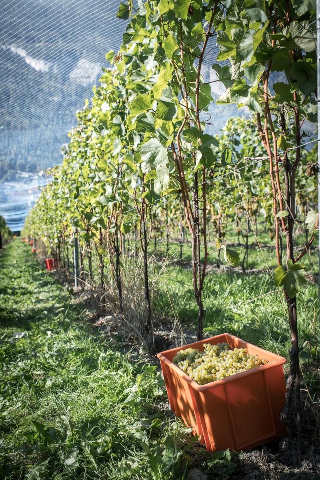 Terroir Weinbau von Tscharner