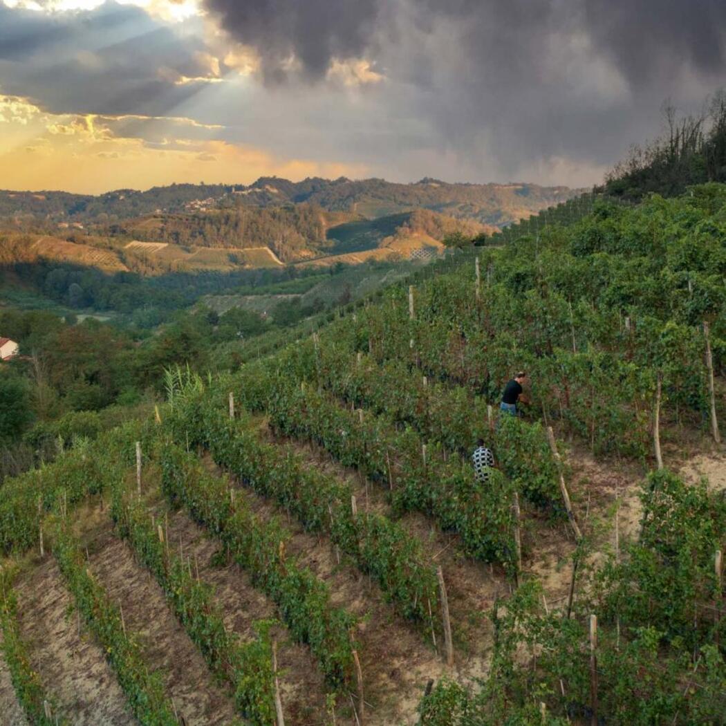 Fabio Oberto Terroir