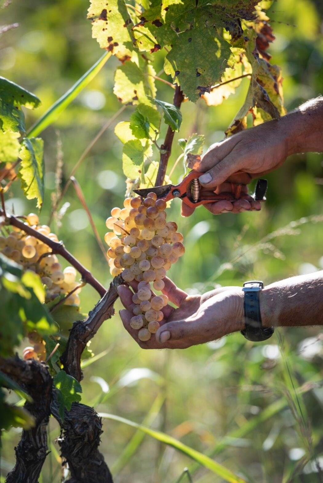 Produzent Uvas Felices 