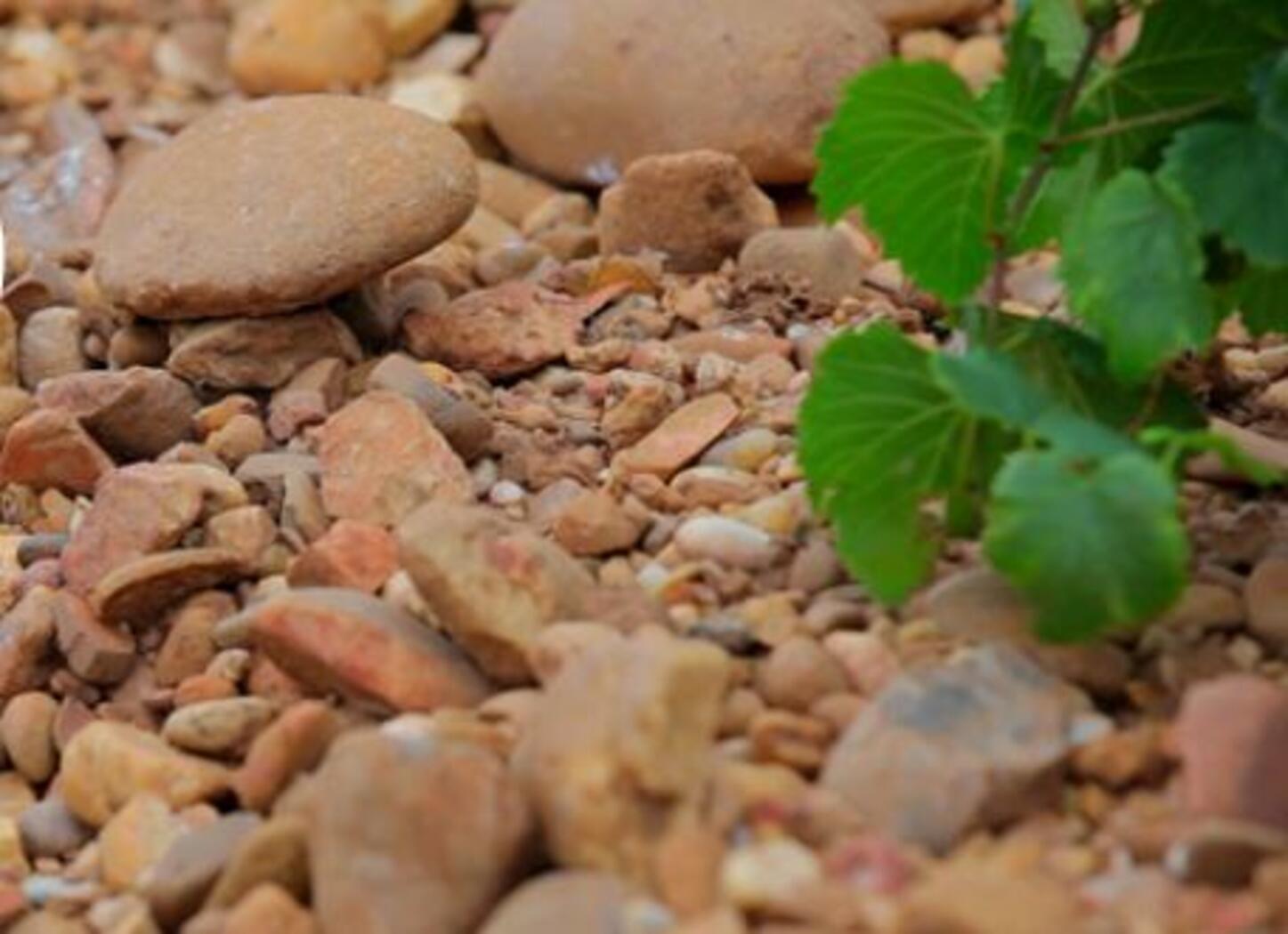 Terroir im Süden von Domaine Gassier