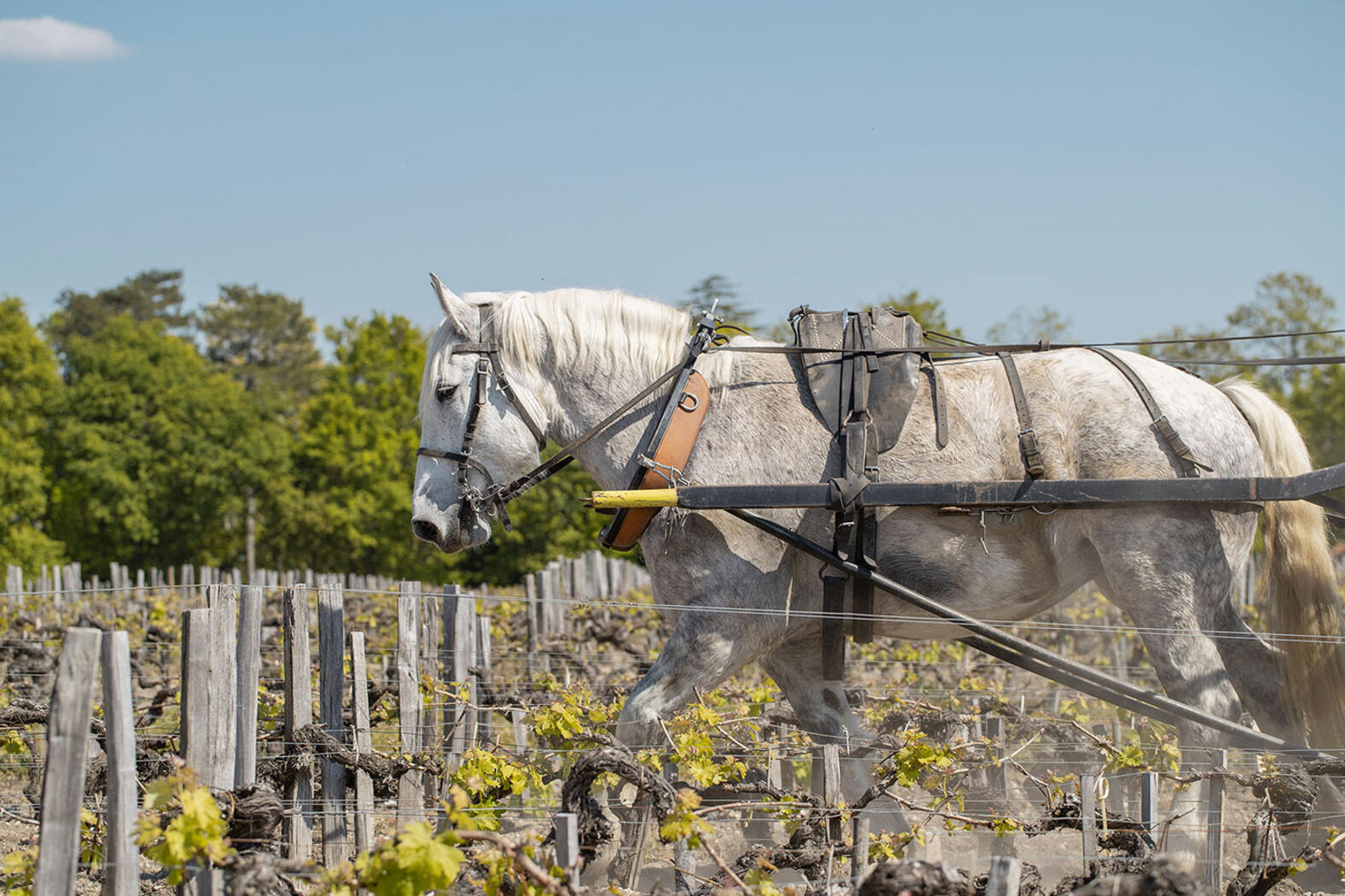 19. Jahrhundert Château Pontet Canet