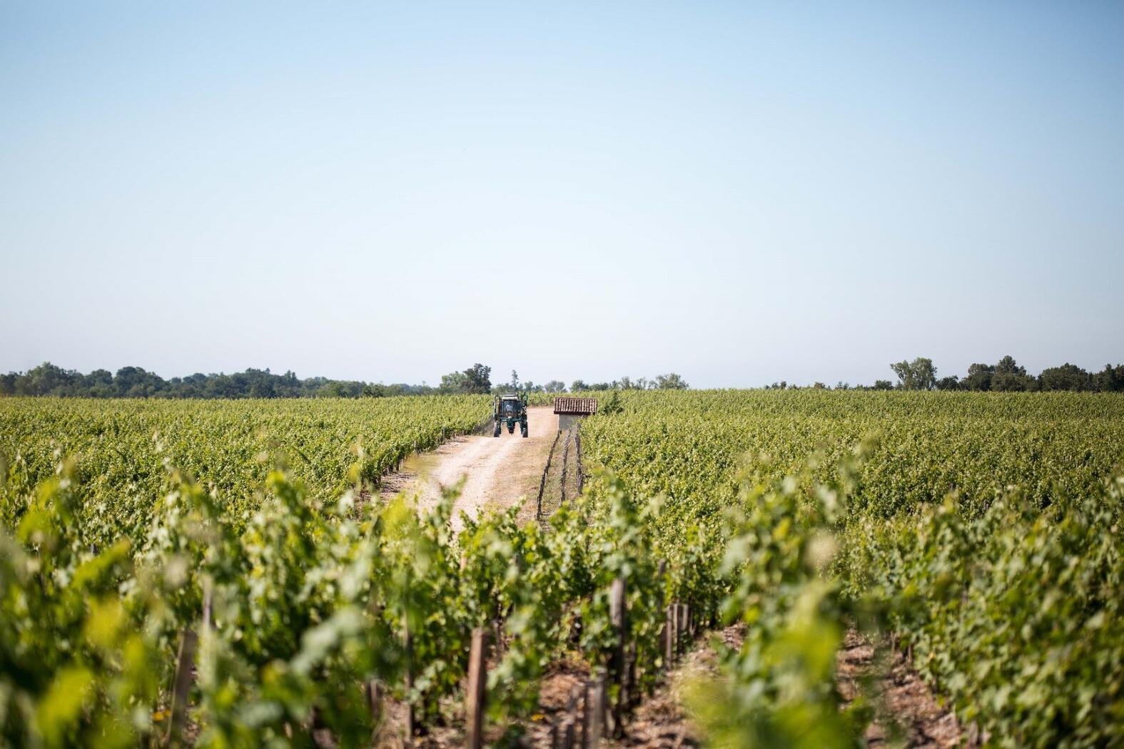 Klima Château Pontet Canet