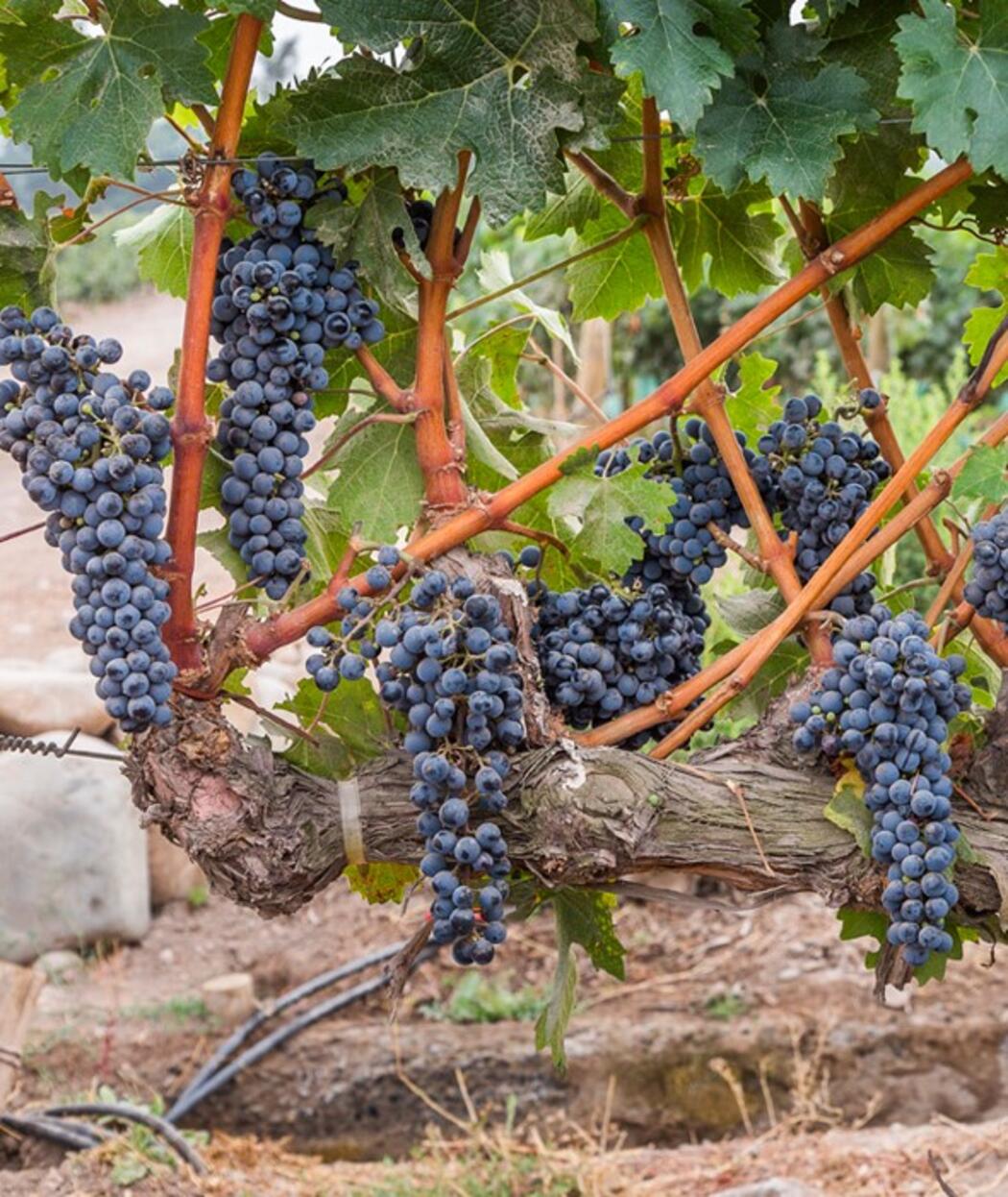 Terroir Rotschild and Concha y Toro 