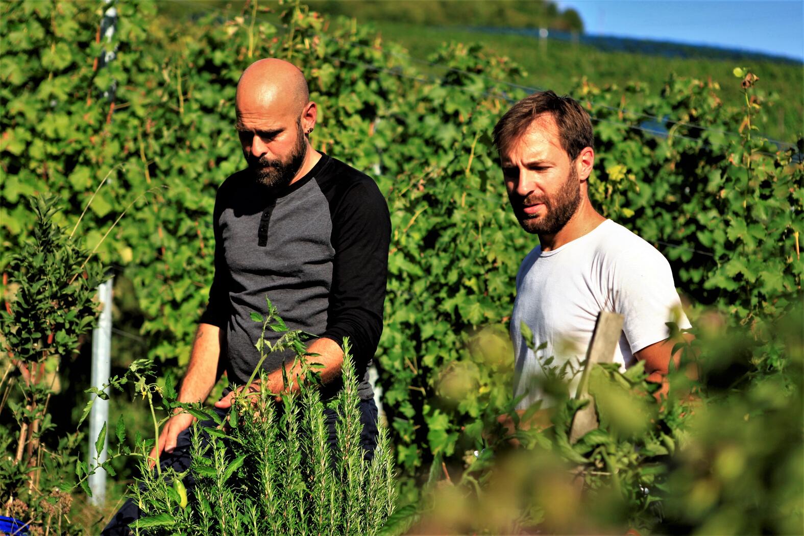 Weingut HerterWein