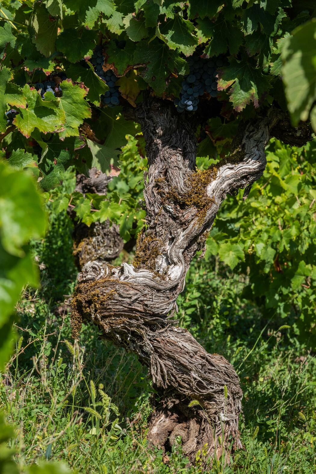 Weingut Mas del Périé Terroir