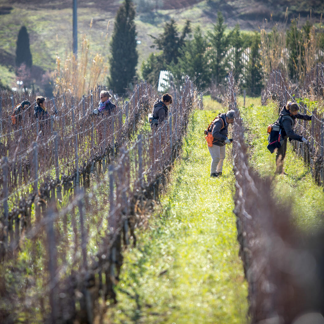 Weingut Caiarossa Terroir