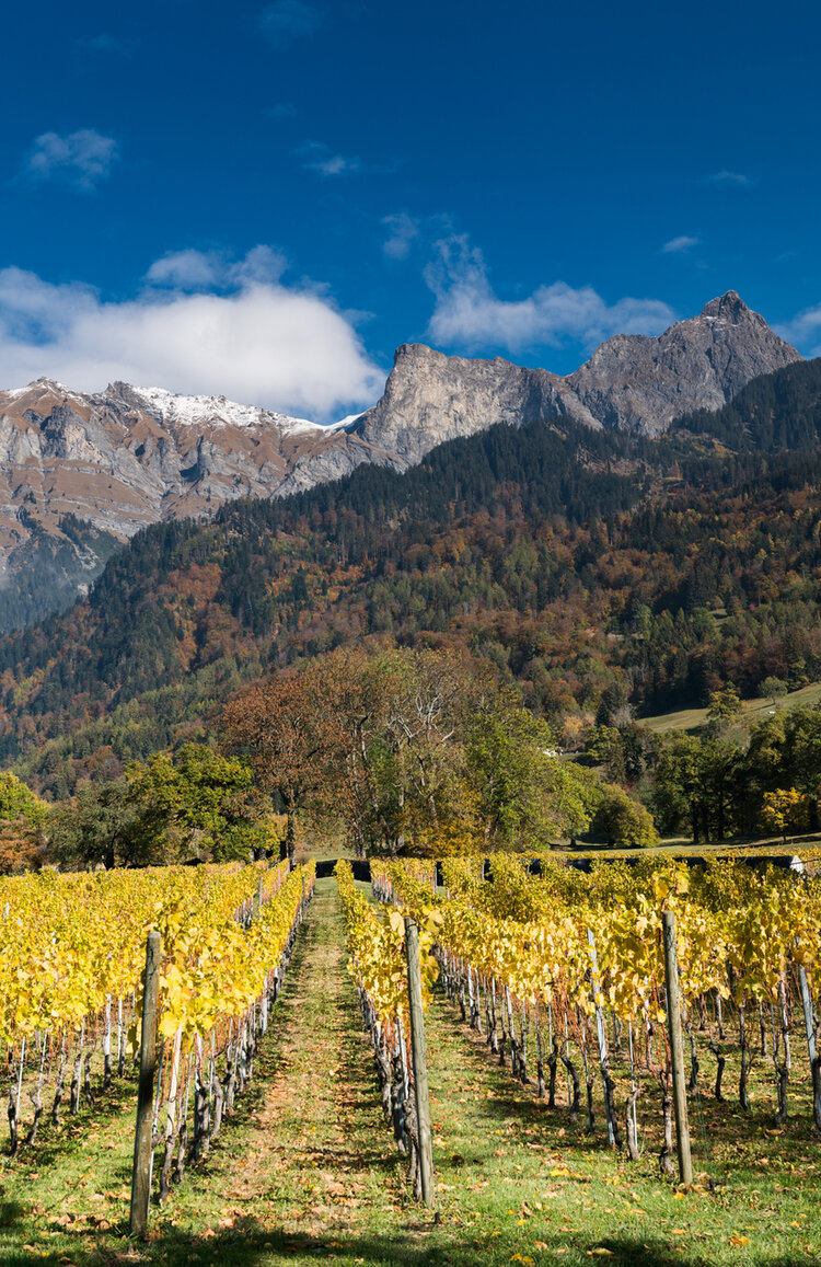 Weinproduzenten aus der Schweiz