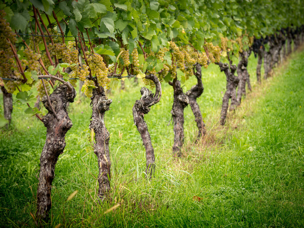 Weinproduzenten aus Portugal