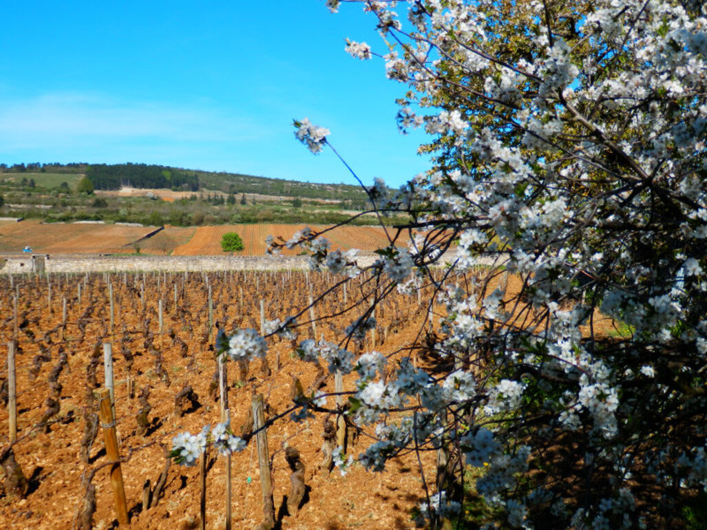 Produzent Domaine Huber Bouzereau Gruère & Filles