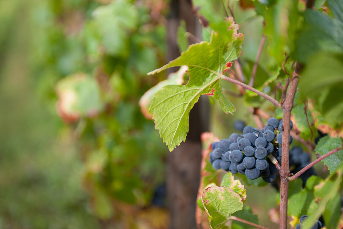 Terroir von Domaine de Chassorney