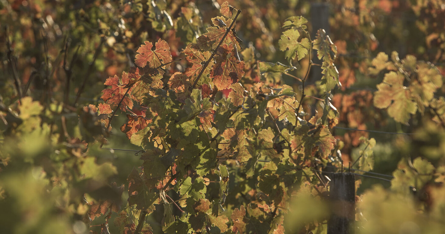 Weingut Château Palmer