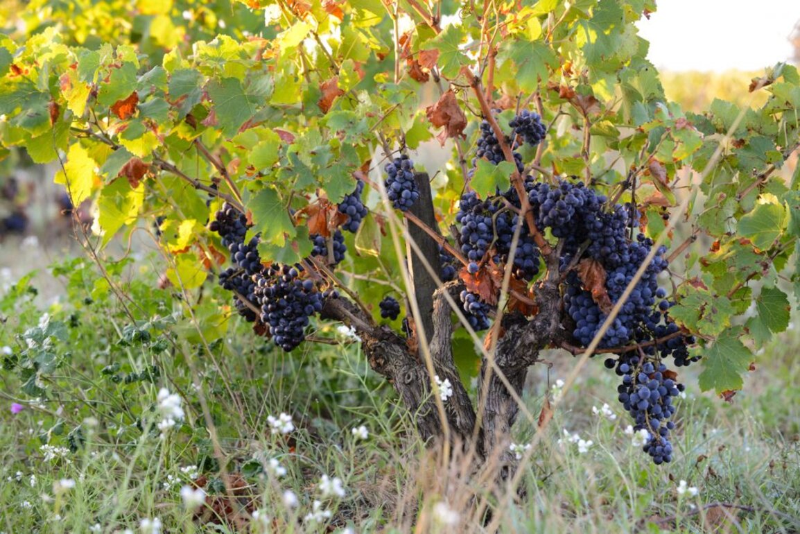 Weingut Domaine de la Janasse